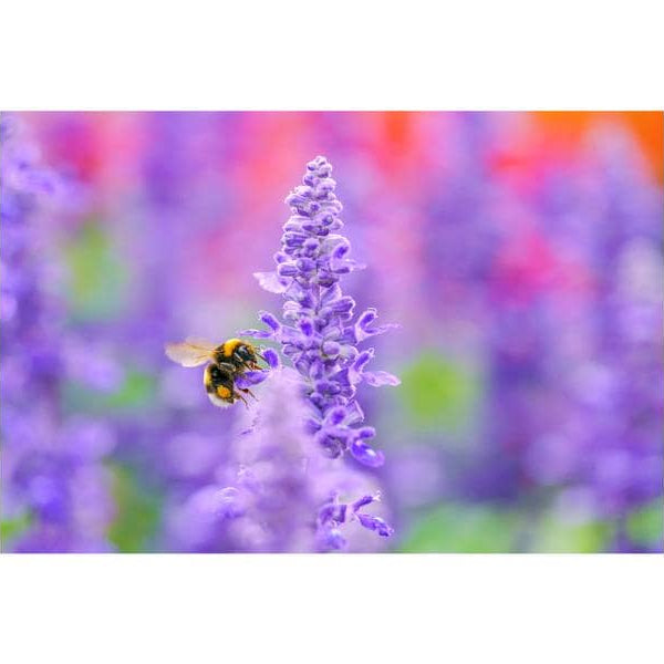 Sigma Festbrennweite 105mm F/2.8 DG DN Macro Art – Sony E-Mount