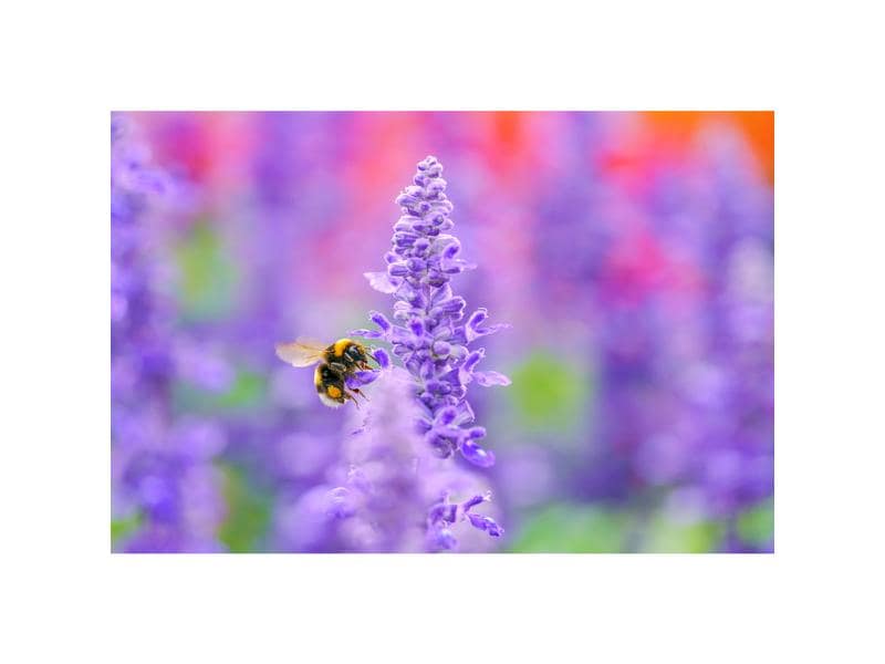 Sigma Festbrennweite 105mm F/2.8 DG DN Macro Art – Sony E-Mount