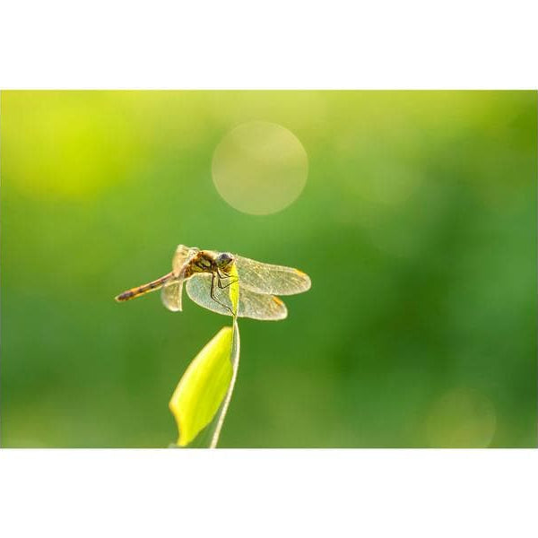 Sigma Festbrennweite 105mm F/2.8 DG DN Macro Art – Sony E-Mount