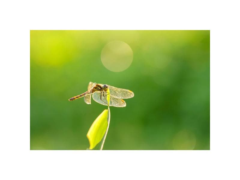 Sigma Festbrennweite 105mm F/2.8 DG DN Macro Art – Sony E-Mount