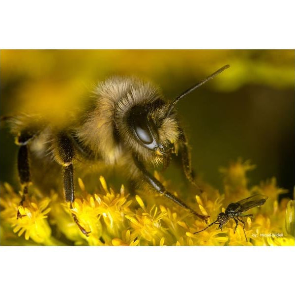 TTArtisan Festbrennweite 40mm F/2.8 – Sony E-Mount