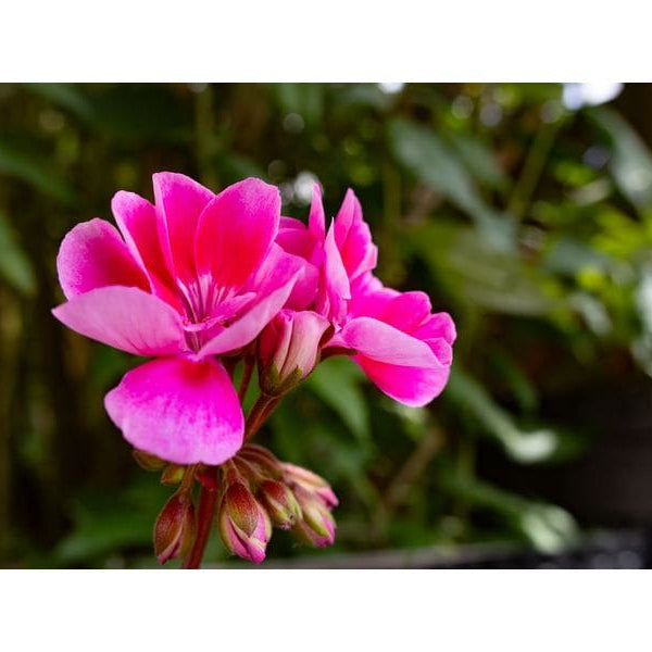 Sigma Zoomobjektiv 18-50mm F/2.8 DC DN Canon RF