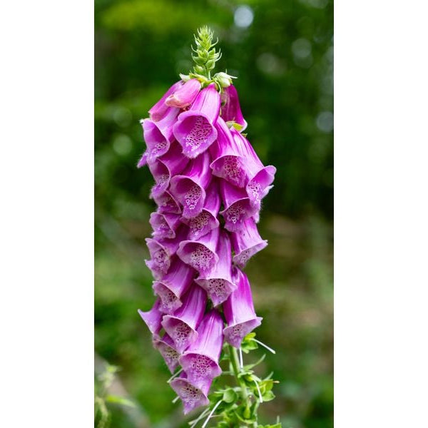 Sigma Zoomobjektiv 18-50mm F/2.8 DC DN Canon RF