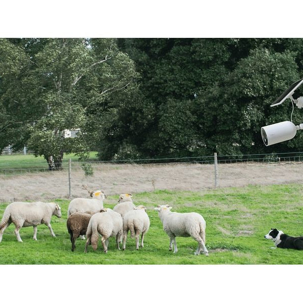 TP-Link Netzwerkkamera Tapo C425 inkl. Solarpanel Tapo A201