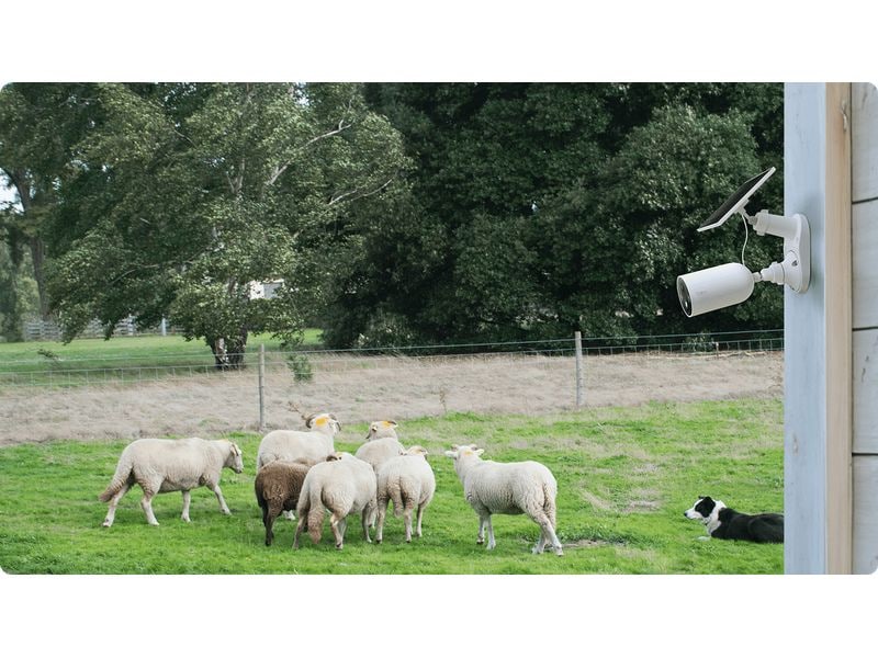 TP-Link Netzwerkkamera Tapo C425 inkl. Solarpanel Tapo A201