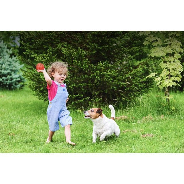 TP-Link Netzwerkkamera Tapo C425 inkl. Solarpanel Tapo A201