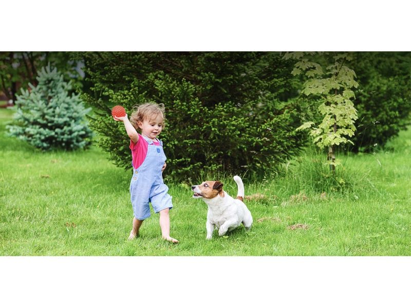 TP-Link Netzwerkkamera Tapo C425 inkl. Solarpanel Tapo A201