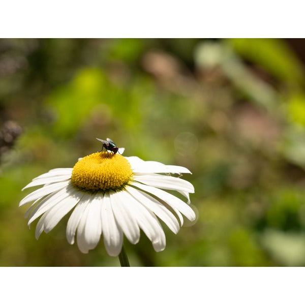 Sigma Zoomobjektiv 28-105 mm F/2.8 DG DN Art Sony E-Mount