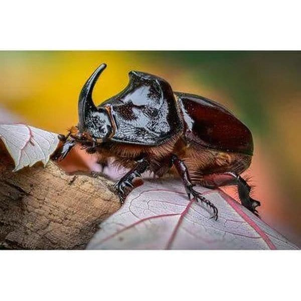 Laowa 100mm F/2.8 Tilt-Shift 1X Macro – Canon RF