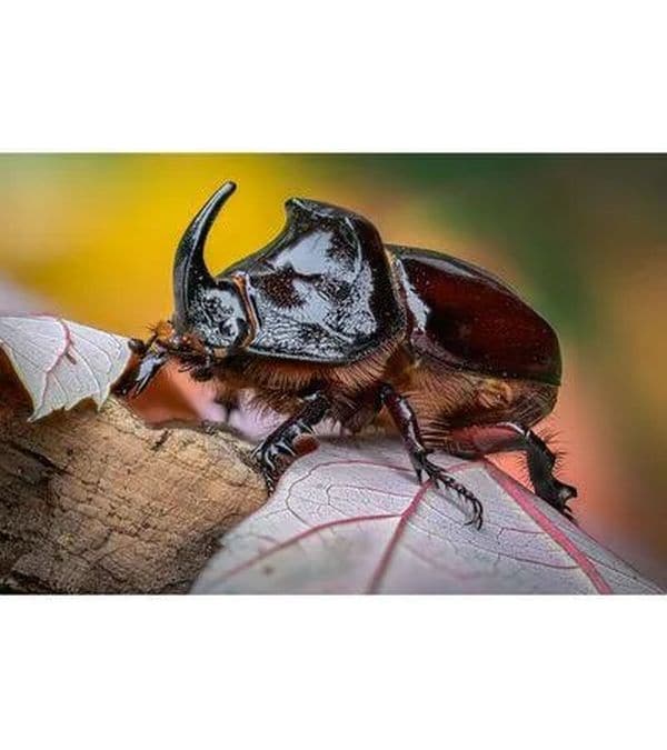 Laowa 100mm F/2.8 Tilt-Shift 1X Macro – Sony E-Mount