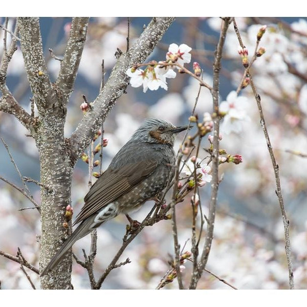 Tamron Zoomobjektiv AF 18-300mm F/3.5-6.3 Di III-A VC Canon RF