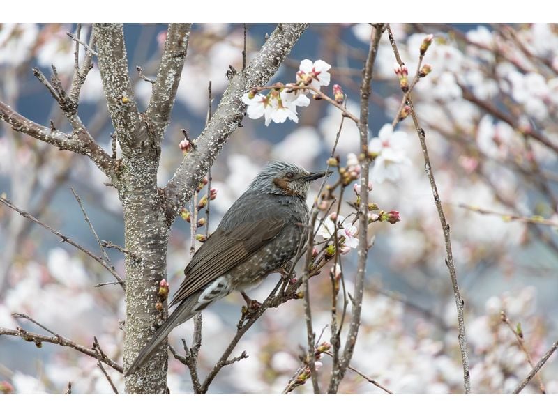 Tamron Zoomobjektiv AF 18-300mm F/3.5-6.3 Di III-A VC Canon RF