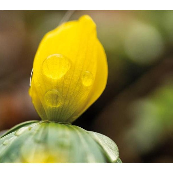 Dörr Festbrennweite Makro 60mm F/2.8 – MFT