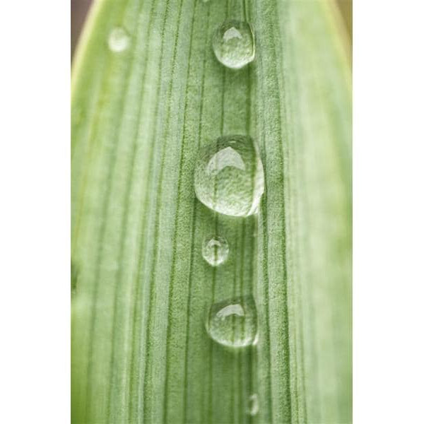 Dörr Festbrennweite Makro 60mm F/2.8 – Nikon F