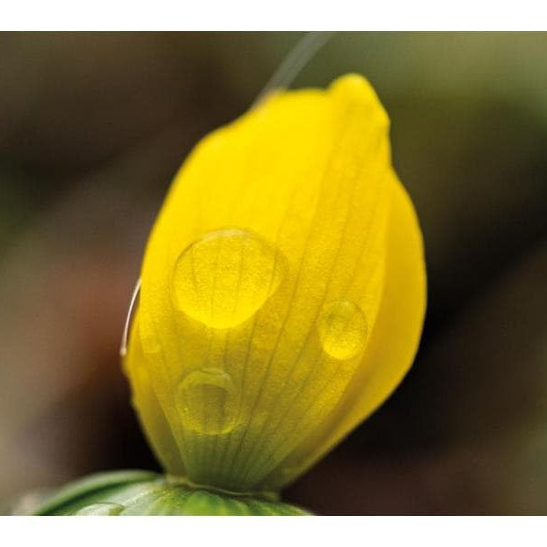 Dörr Festbrennweite Makro 60mm F/2.8 – Nikon F