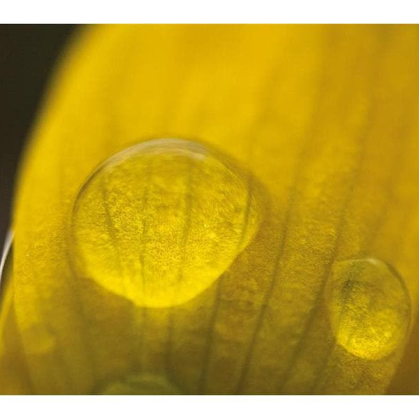 Dörr Festbrennweite Makro 60mm F/2.8 – Sony E-Mount