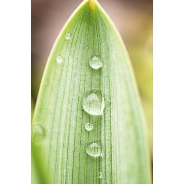 Dörr Festbrennweite Makro 60mm F/2.8 – Nikon F