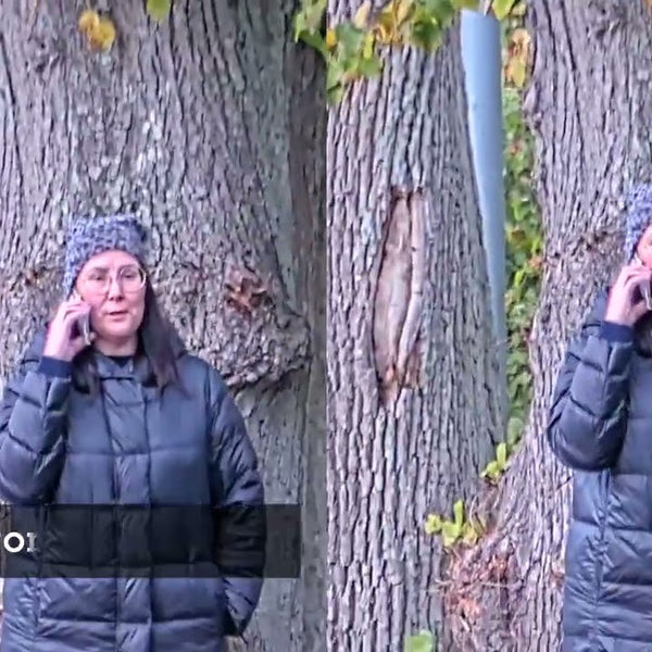 Axis Netzwerkkamera P5676-LE 50 Hz