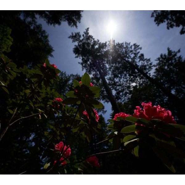 Sigma Zoomobjektiv 14-24mm F/2.8 DG DN Art Sony E-Mount