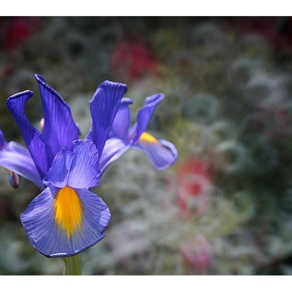 Tokina Festbrennweite SZX 400mm F/8 – Nikon Z