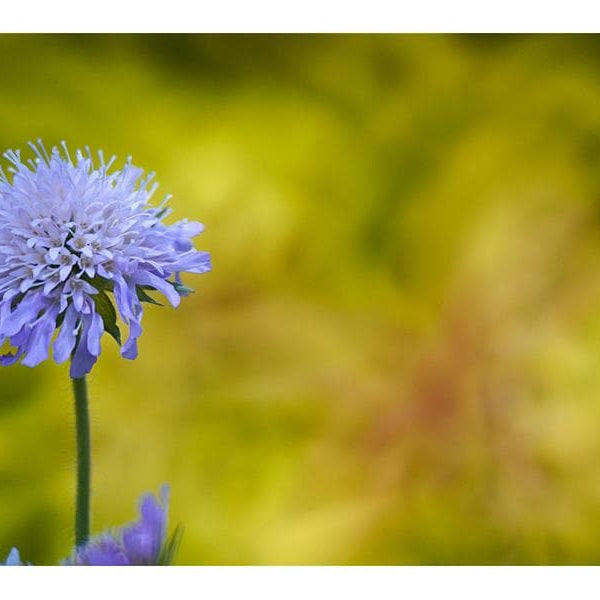 Tokina Festbrennweite SZX 400mm F/8 – Nikon Z