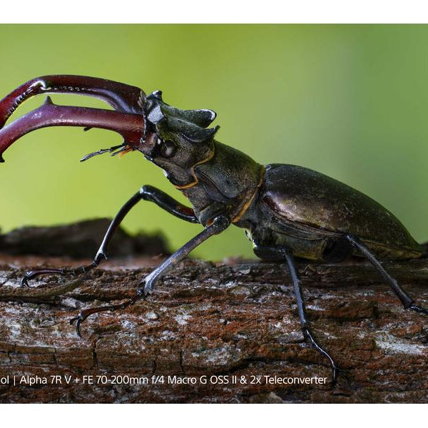 Sony Zoomobjektiv FE 70–200 mm F/4 Makro G OSS Ⅱ Sony E-Mount