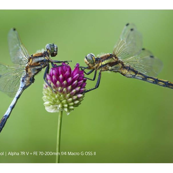 Sony Zoomobjektiv FE 70–200 mm F/4 Makro G OSS Ⅱ Sony E-Mount