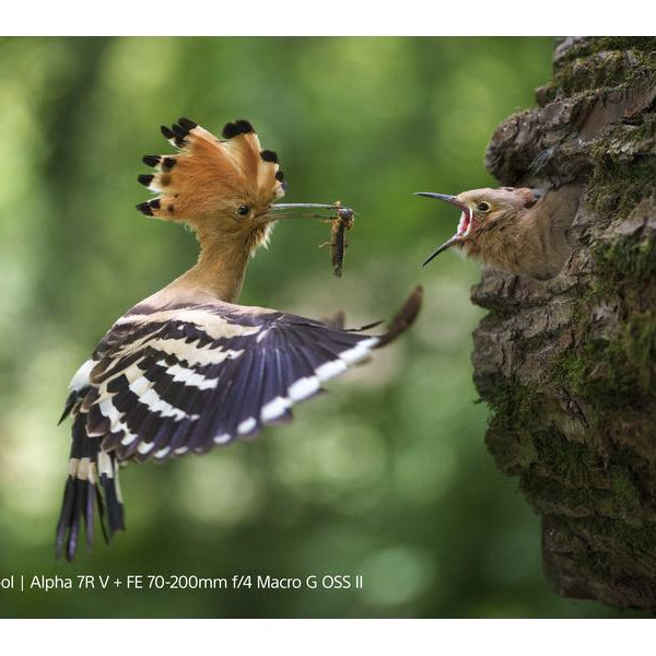 Sony Zoomobjektiv FE 70–200 mm F/4 Makro G OSS Ⅱ Sony E-Mount